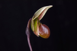 Paphiopedilum Hawaiian Peacock Que AM/AOS 82 pts. Profile